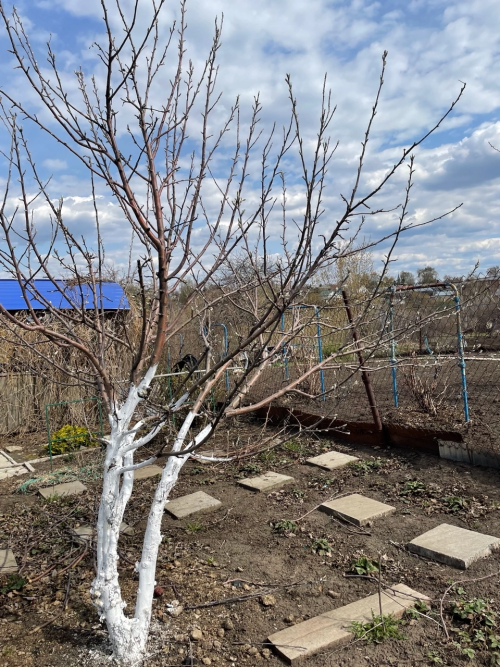Дачный сезон: главные работы в саду и огороде в мае