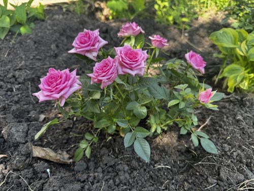 Как защитить растения от жары: советы агронома