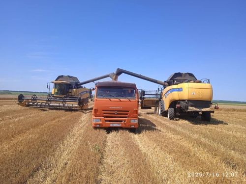 В Чистополе началась уборка озимой пшеницы