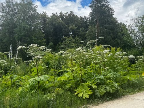 В РТ ужесточат меры борьбы с борщевиком Сосновского