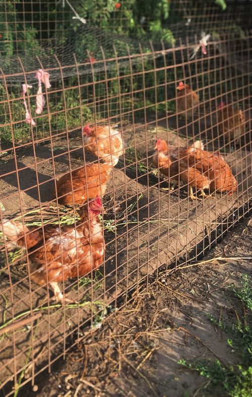 Куры: удивительные соседи человека