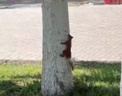 В центральном парке Рыбной Слободы поселились белочки