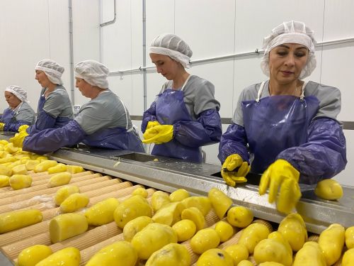 В Чистополе открыли первый в Татарстане завод по производству картофеля фри