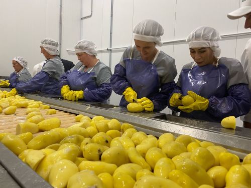 В Чистополе открыли первый в Татарстане завод по производству картофеля фри