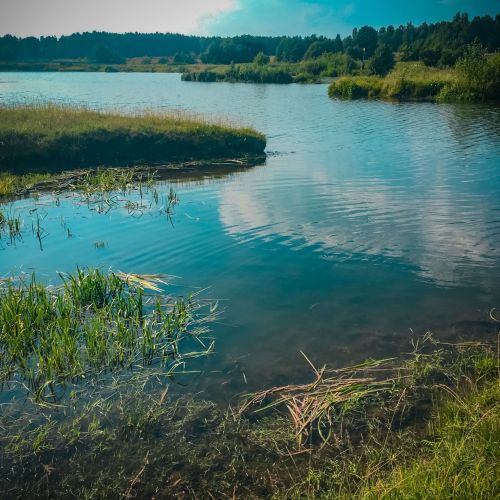 Что скрывает капля воды: Отправляемся в мир микроскопических обитателей наших луж, рек и озер