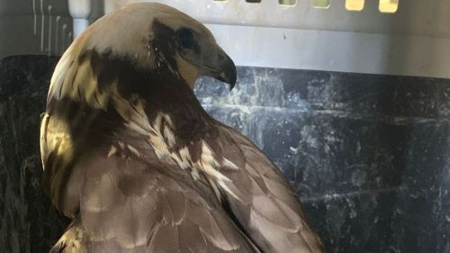 Чистопольцы спасли раненого болотного луня