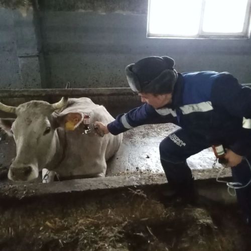 В Чистопольском районе стартовала масштабная вакцинация КРС