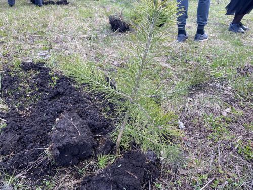 Более 100 чистопольцев приняли участие в акции «Сад памяти»