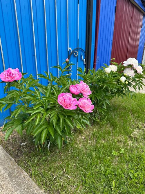 Пионы – короли сада: секреты пышного цветения