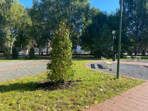 На улице Ленина в Чистополе высаживают деревья и кустарники