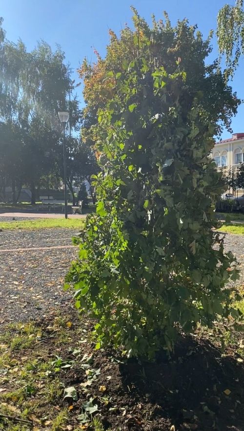 На улице Ленина в Чистополе высаживают деревья и кустарники