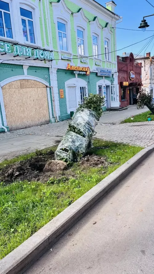 На улице Ленина в Чистополе высаживают деревья и кустарники
