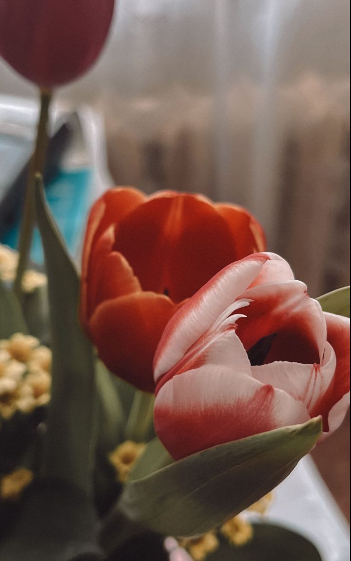 Как продлить жизнь букету тюльпанов