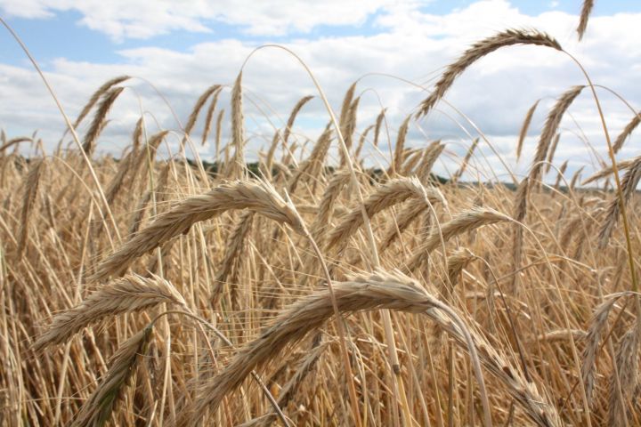 В Чистопольском районе аграрии начали сев  яровой пшеницы&nbsp;