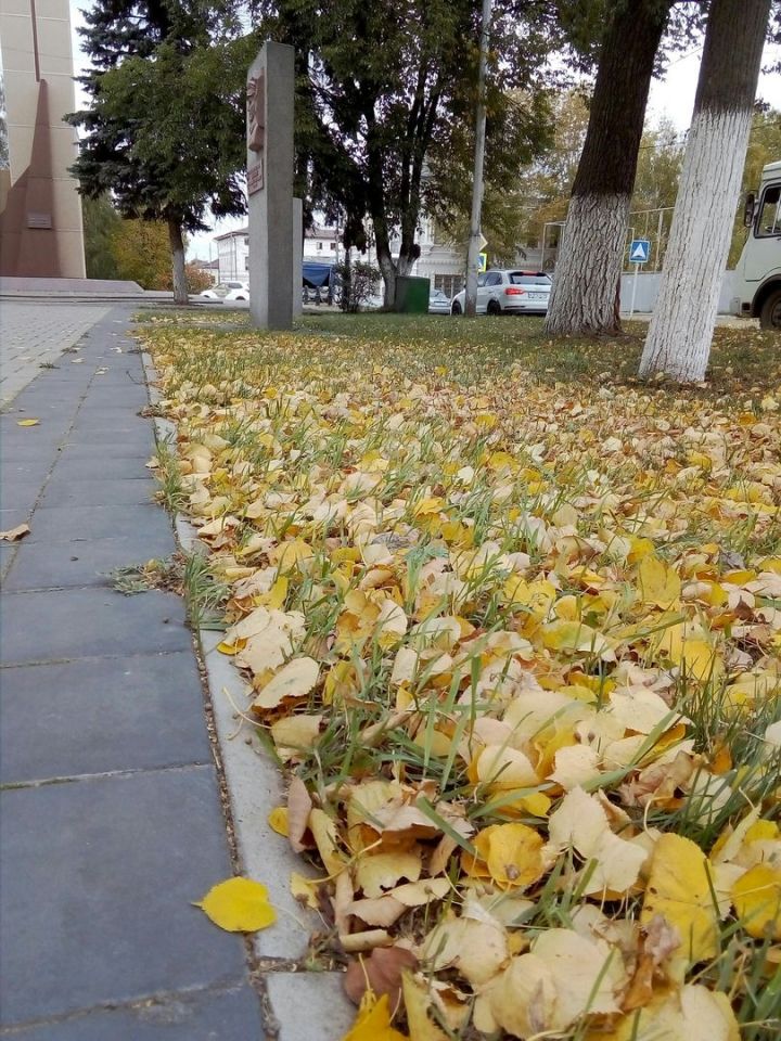 Нужно ли убирать из сада опавшие осенью листья?