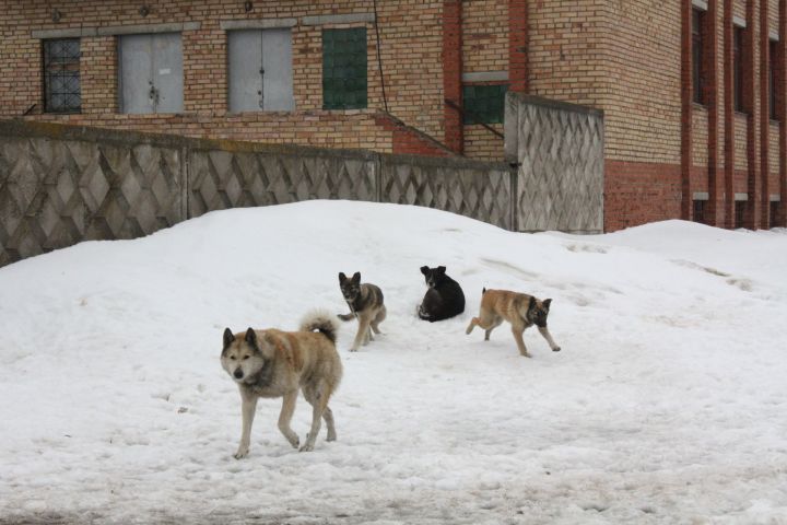 Жители Чистопольского района опасаются бездомных собак