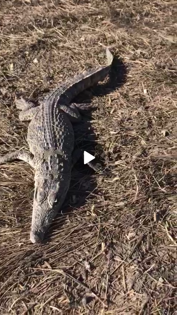 В Чистопольском районе нашли крокодила