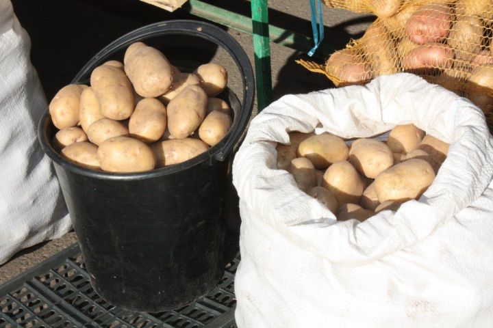 В 14 районах Татарстана выявлено карантинное заболевание картофеля