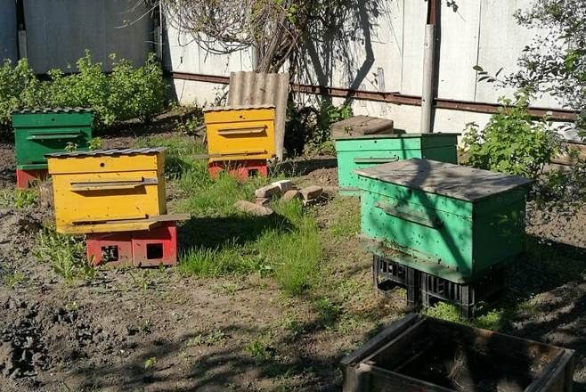 В Татарстане судебные приставы помогли супругам поделить пчел