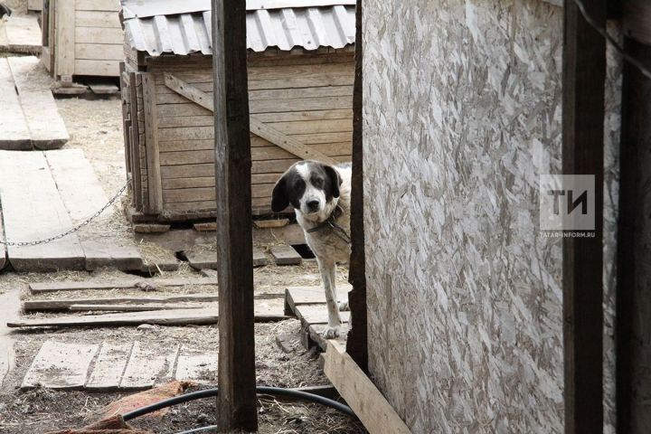 Как выживают  обитатели татарстанского приюта для бездомных животных
