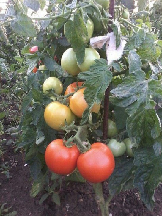 Советы чистополки, чтобы томаты    принесли богатый урожай