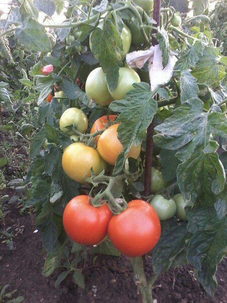 Секреты отличного урожая помидоров от чистополки