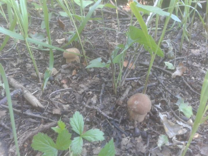 В лесах Чистопольского района появились первые грибы&nbsp;