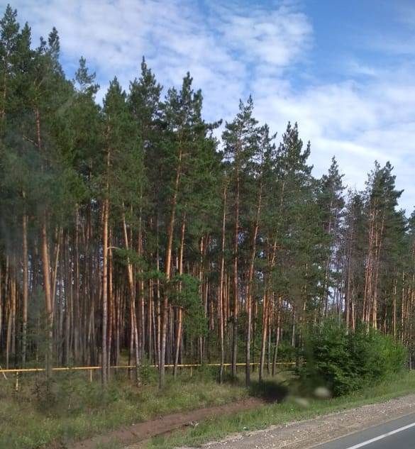 В Чистопольском районе прогнозируется 3 класс пожарной опасности в лесах!