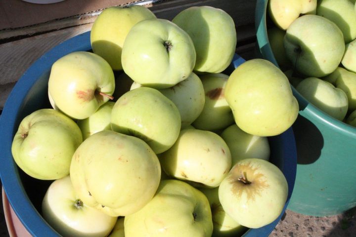 Почему помидоры и яблоки нельзя хранить рядом с другими овощами и фруктами