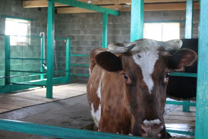 В Чистопольском районе бык насмерть забодал хозяина