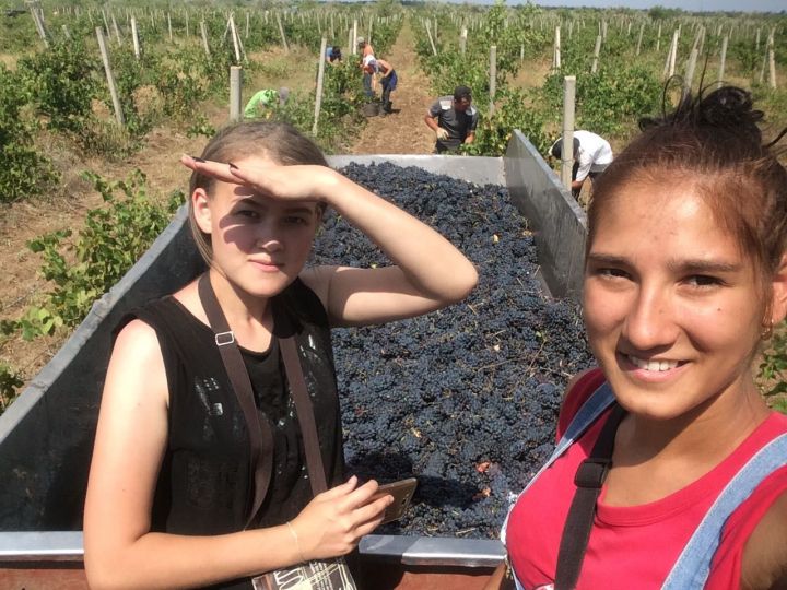 Чистопольские студенты собирают виноград в Крыму