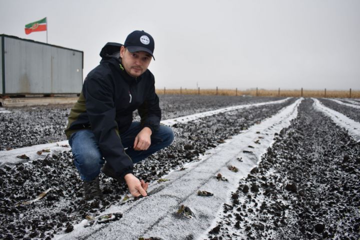 Начинающий фермер Чистопольского района будет выращивать ягодные культуры