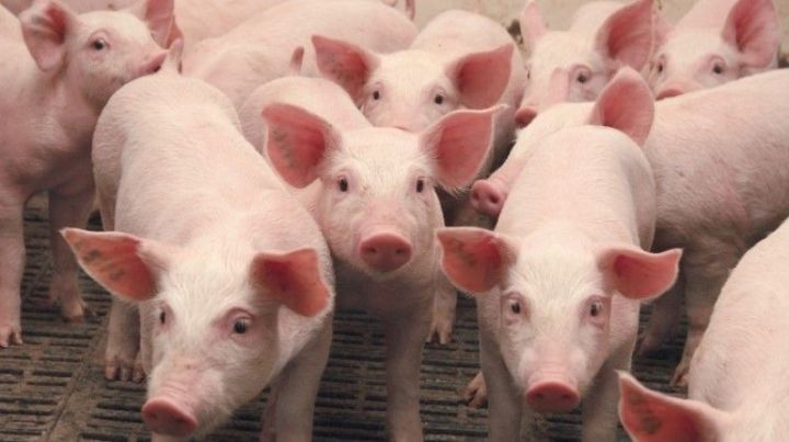 Африканская чума свиней: предупредить и обезопасить