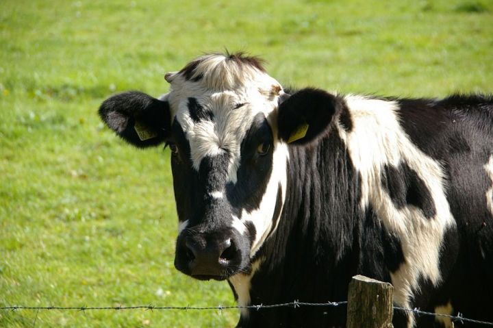 Лейкоз коров опасен и для людей