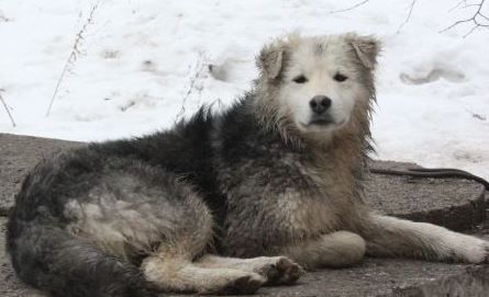 Люди хотели помочь замерзшей собаке и с ужасом обнаружили, что она прятала под собой маленького человечка