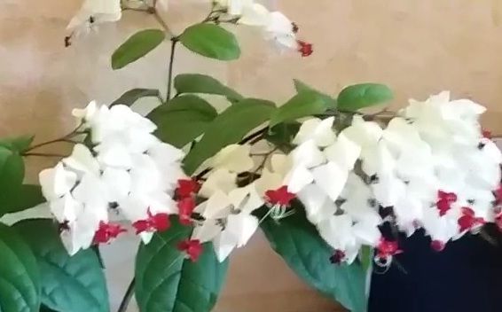 Это комнатное растение приносит в дом удачу и очень красиво и долго цветет