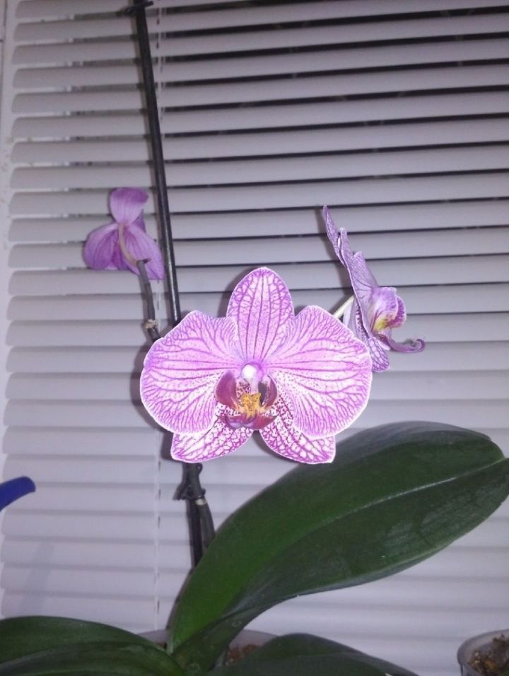 Как заставить орхидею цвести весной