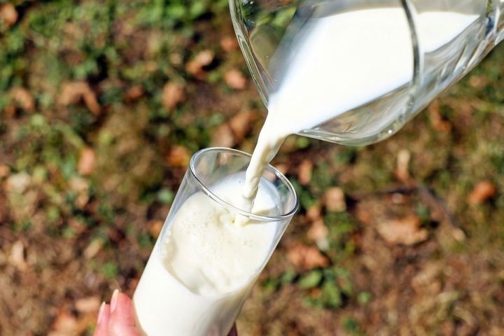 За неделю хозяйства Чистопольского района произвели более 500 тонн молока