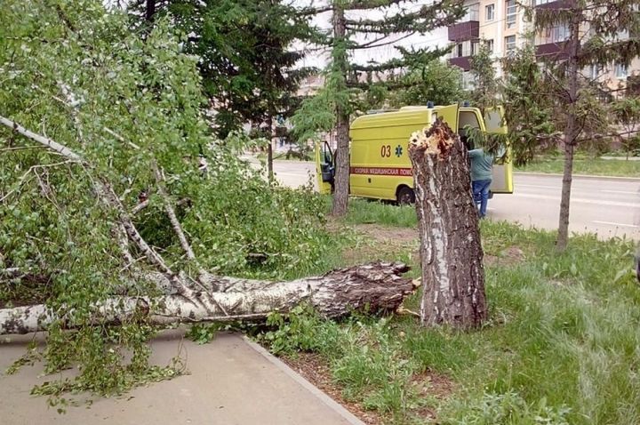 В Татарстане троих детей придавило деревом