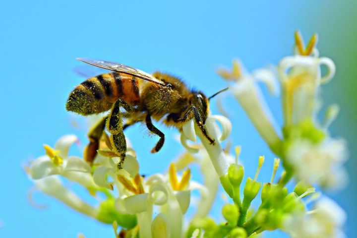 С чем связана массовая гибель пчел в Татарстане?