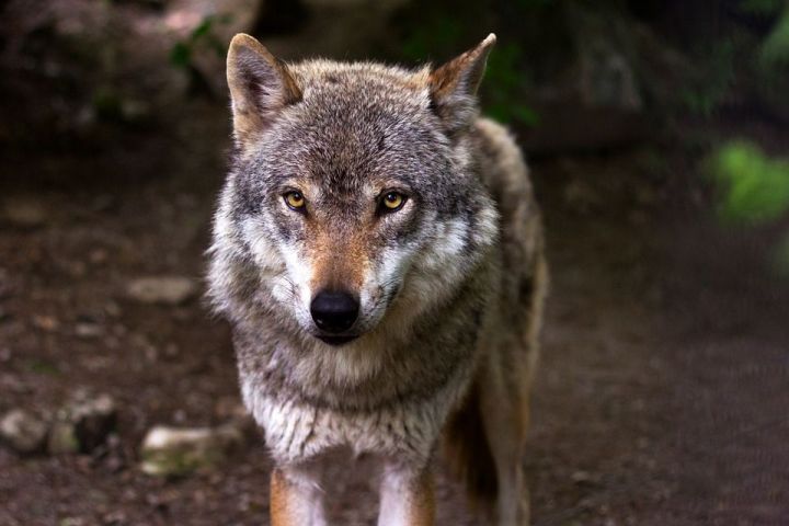 В Республике Коми девочку на улице загрыз волк