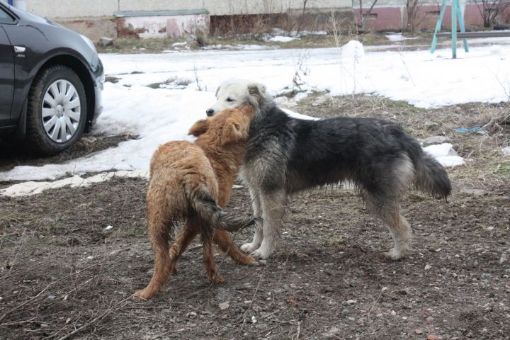 В Татарстане ищут останки человека, некоторые из костей которого притащили бродячие собаки