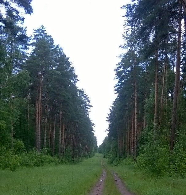 На сохранение лесов Татарстана выделят почти 200 млн рублей