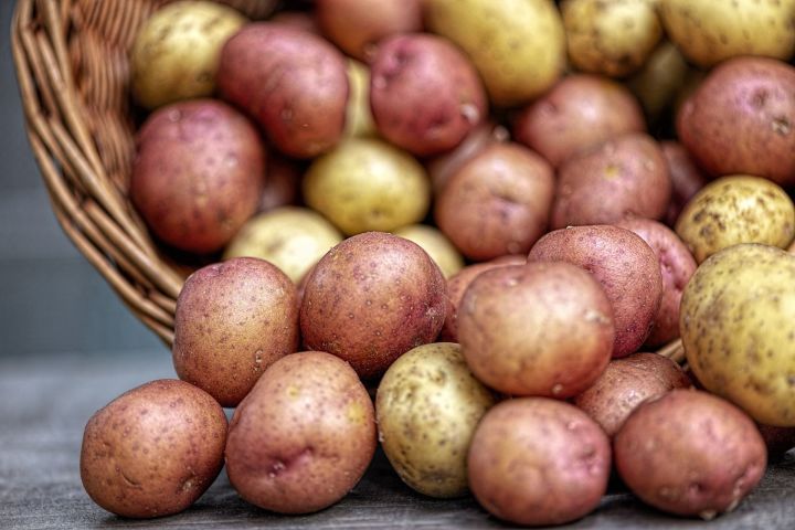 В Татарстане собрали весь картофель