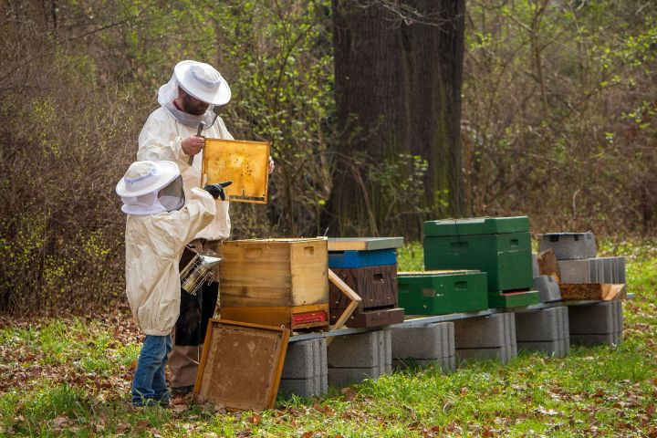 Сегодня у пчеловодов будет много работы