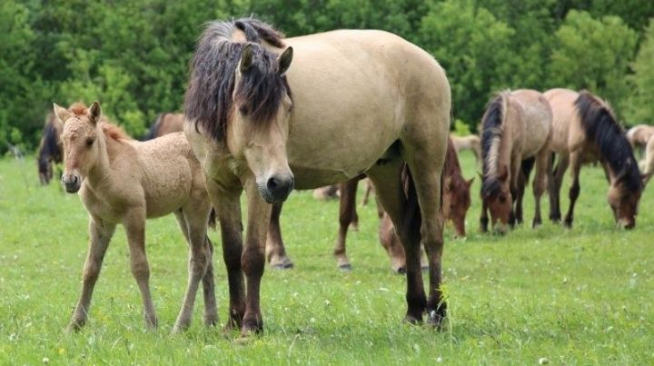 На разведение татарских лошадей хозяйствам Татарстана выделят 5 млн рублей
