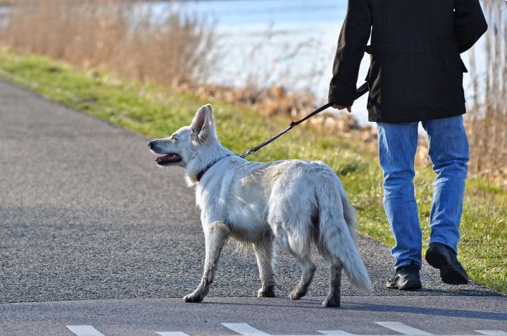 Как сделать прогулку с собакой приятной и безопасной? ТОП-10 советов