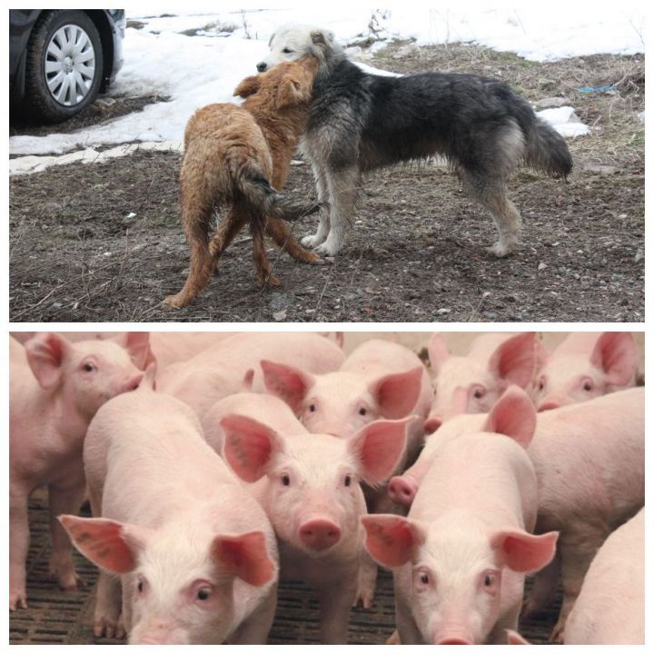 В Чистопольском районе выявлено 4 новых случая бешенства среди животных! Есть опасность Африканской чумы свиней.