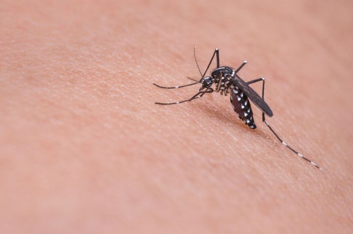 Комары могут исчезнуть из-за теплой зимы