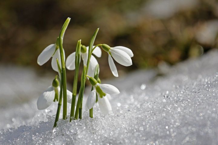 Весна пришла в Татарстан на месяц раньше и побила пять рекордов за 145 лет